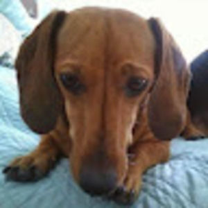 Meet your Posher, Presley